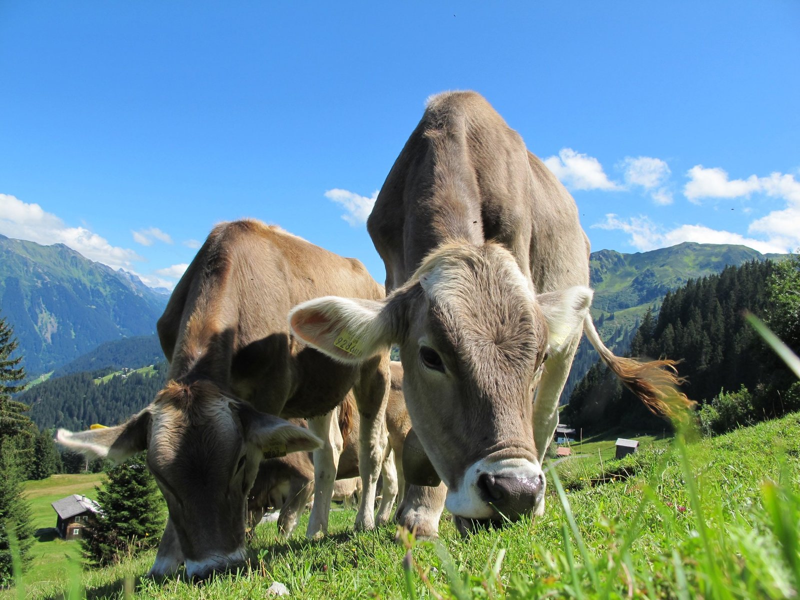 These farmers say their cows can solve the climate crisis