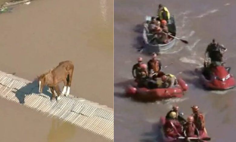 Rescatan a caballo atrapado en Brasil con un helicóptero